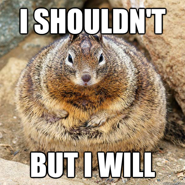 I shouldn't but I will  Obese American Squirrel