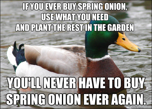 if you ever buy spring onion,
use what you need
and plant the rest in the garden you'll never have to buy
spring onion ever again.  Actual Advice Mallard