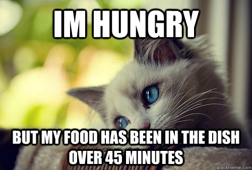 im hungry but my food has been in the dish over 45 minutes  First World Problems Cat
