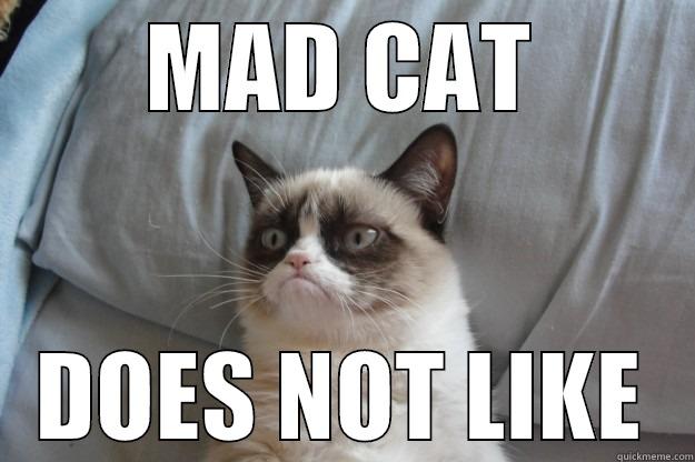 MAD CAT DOES NOT LIKE Grumpy Cat