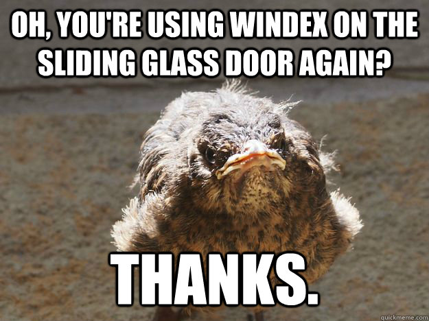 Oh, you're using windex on the sliding glass door again? Thanks. - Oh, you're using windex on the sliding glass door again? Thanks.  Grumpy Bird