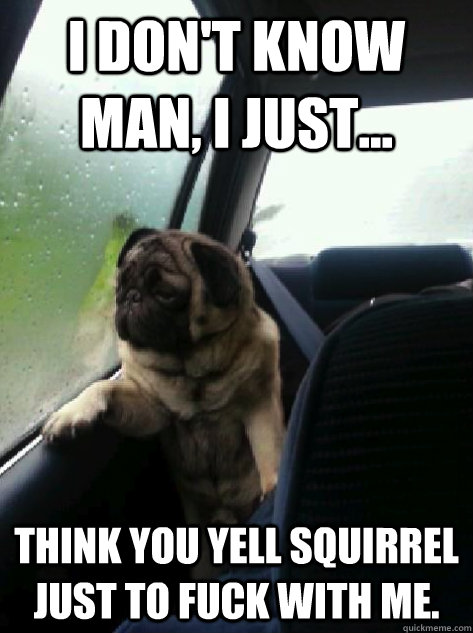 I don't know man, I just... think you yell squirrel just to fuck with me. - I don't know man, I just... think you yell squirrel just to fuck with me.  Introspective Pug