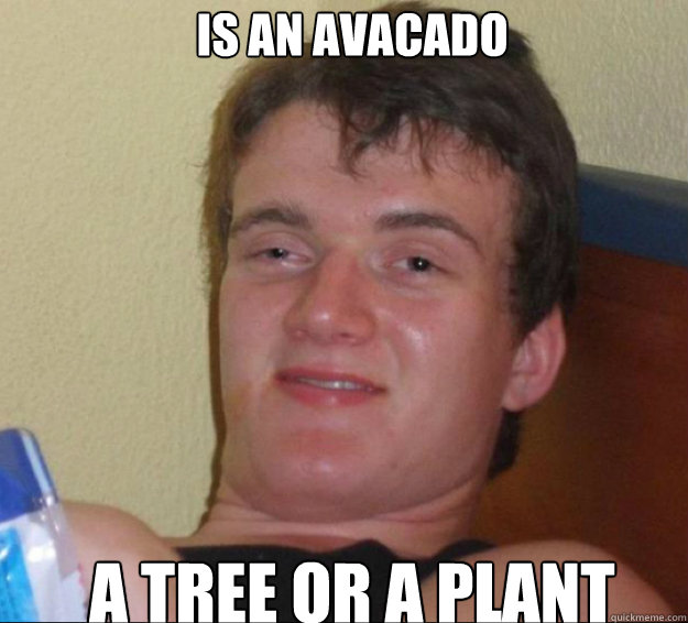 Is an avacado a tree or a plant  10guy