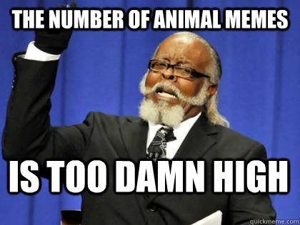 The number of animal memes is too damn high  Its too damn high