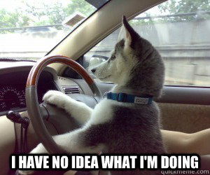  I have no idea what I'm doing  Driving Dog