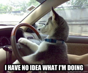  I have no idea what I'm doing -  I have no idea what I'm doing  Driving Dog