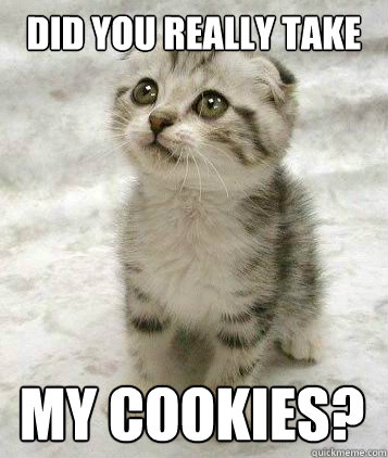 did you really take my cookies?  super cute cat