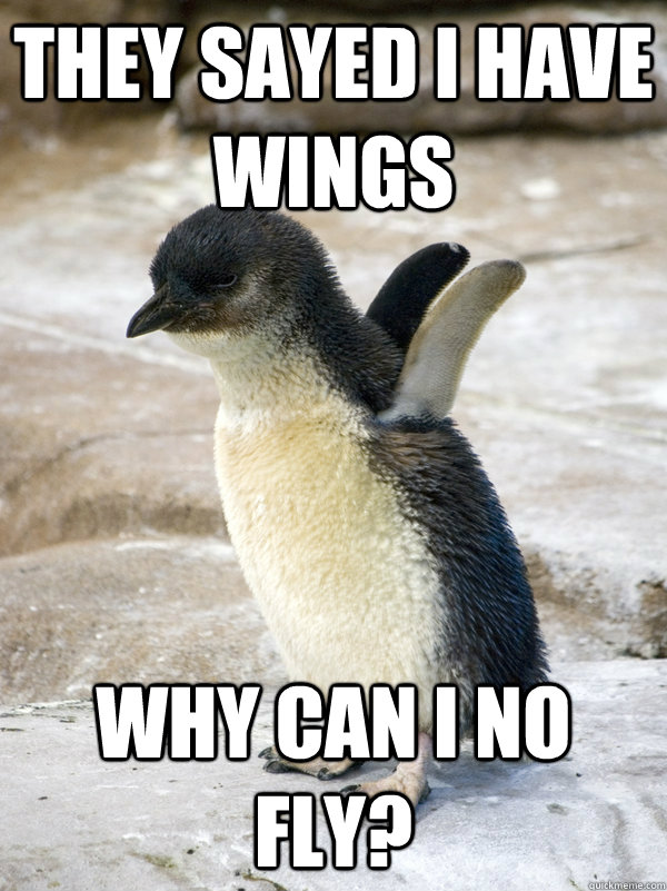 They sayed I have wings why can i no fly? - They sayed I have wings why can i no fly?  Over ambitious baby penguin