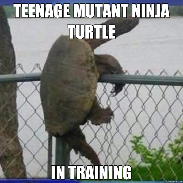 TEENAGE MUTANT NINJA TURTLE IN TRAINING  turtle