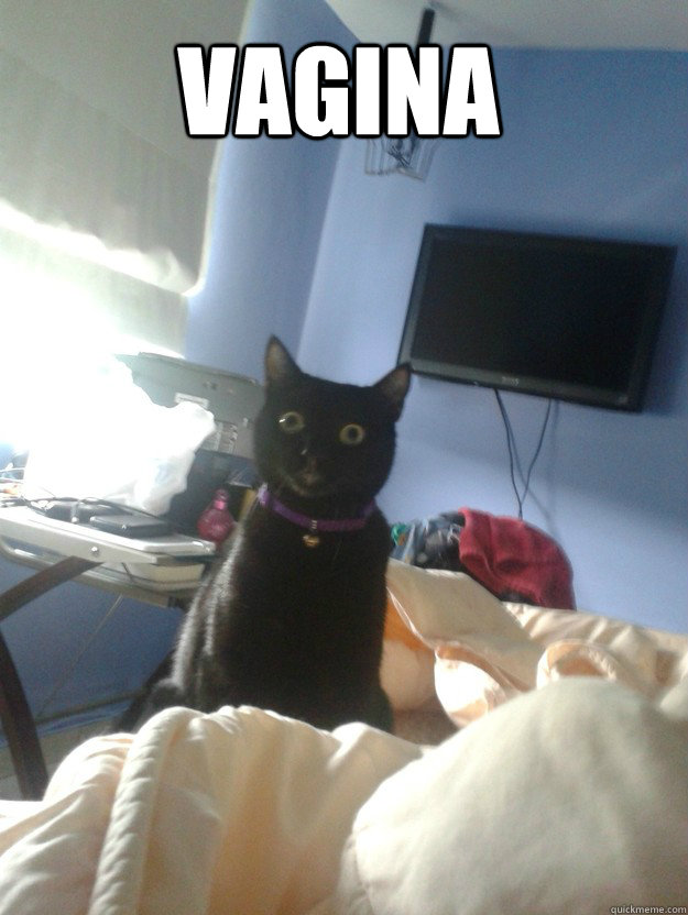 vagina   overly attached cat