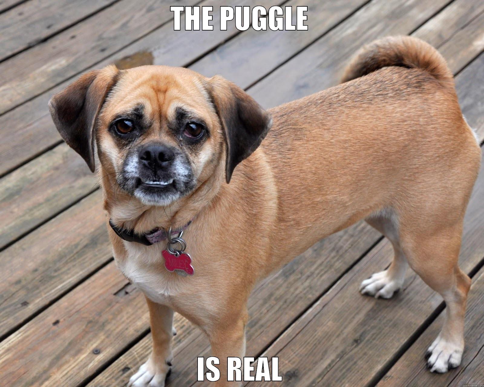 THE PUGGLE IS REAL Misc