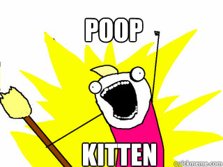 POOP      kitten - POOP      kitten  All The Things