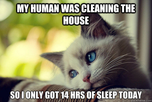 My human was cleaning the house So I only got 14 hrs of sleep today  First World Cat Problems