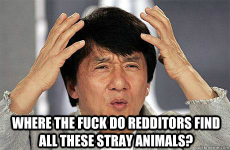  Where the fuck do redditors find all these stray animals? -  Where the fuck do redditors find all these stray animals?  EPIC JACKIE CHAN