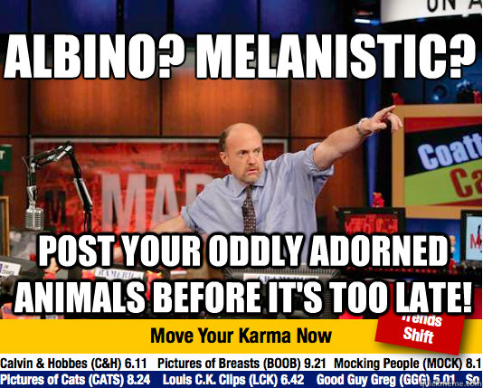 Albino? Melanistic? 
 Post your oddly adorned animals before it's too late!  Mad Karma with Jim Cramer