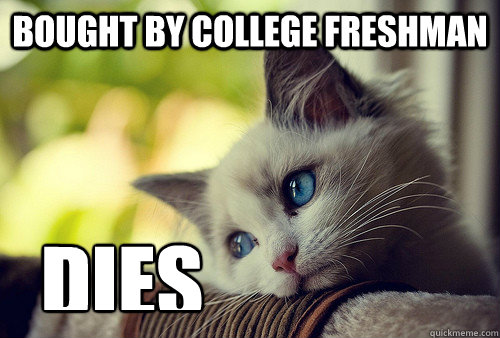 bought by college freshman  dies  First World Cat Problems