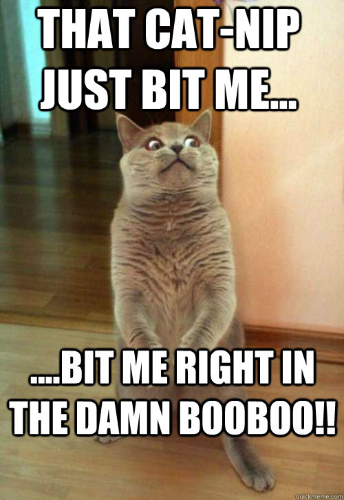 That Cat-Nip just bit me... ....bit me right in the damn booboo!!  Horrorcat