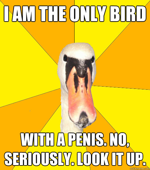 I AM THE ONLY BIRD WITH A PENIS. NO, SERIOUSLY. LOOK IT UP. - I AM THE ONLY BIRD WITH A PENIS. NO, SERIOUSLY. LOOK IT UP.  Sexually explicit Swan