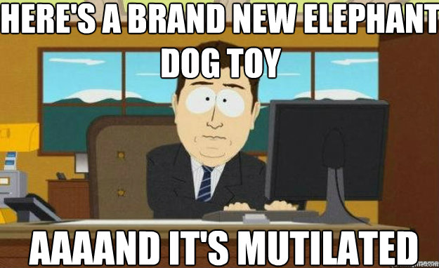 Here's a brand new elephant dog toy AAAAND IT'S mutilated - Here's a brand new elephant dog toy AAAAND IT'S mutilated  aaaand its gone