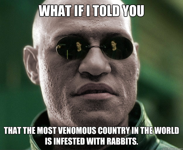 What if i told you That the most venomous country in the world is infested with rabbits.  White Morphius
