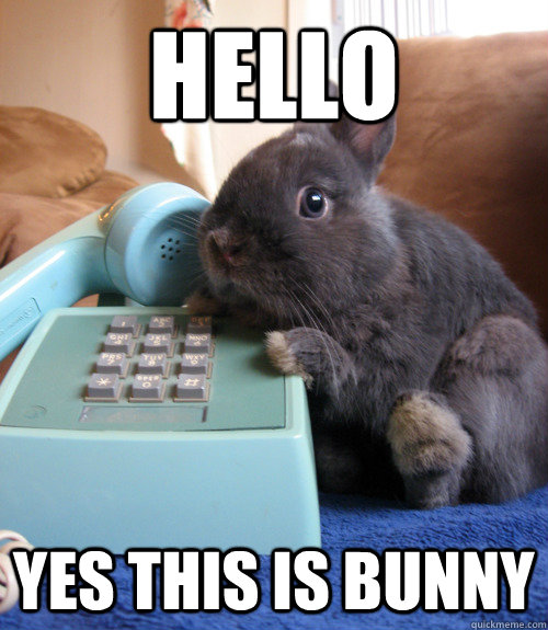 hello yes this is bunny - hello yes this is bunny  Misc