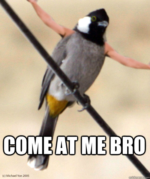  COME AT ME BRO  bird with arms
