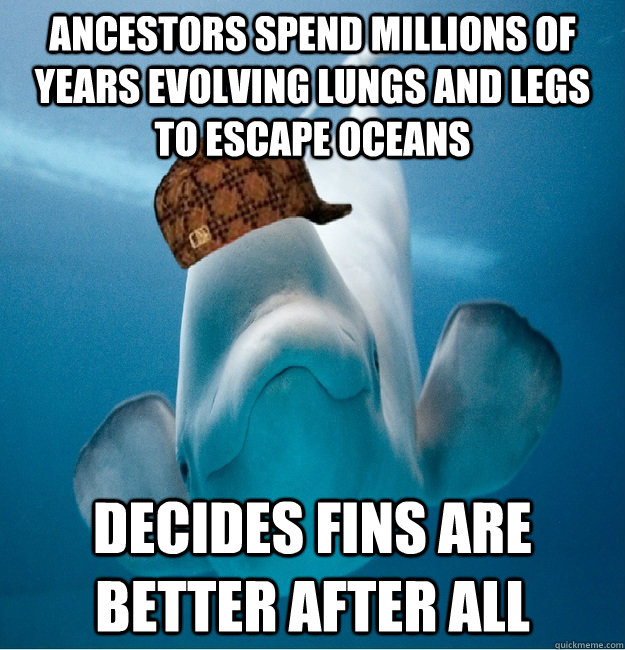 Ancestors spend millions of years evolving lungs and legs to escape oceans Decides fins are better after all - Ancestors spend millions of years evolving lungs and legs to escape oceans Decides fins are better after all  Scumbag whale