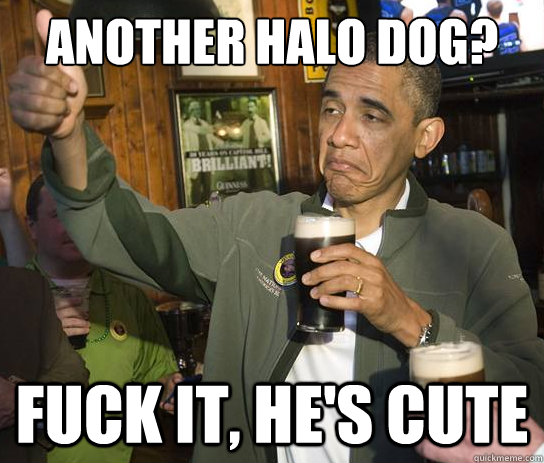 Another halo dog? Fuck it, he's cute  Upvoting Obama