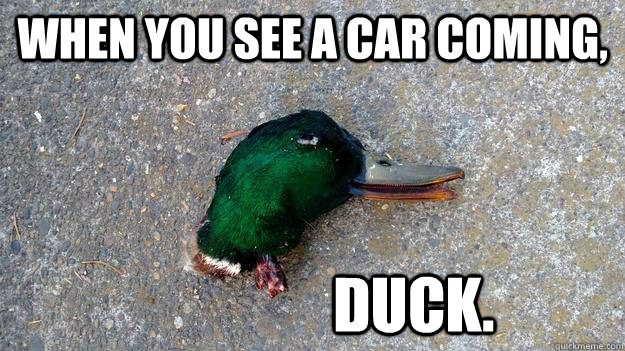 When you see a car coming,                  DUCK. - When you see a car coming,                  DUCK.  Dead Advice Mallard