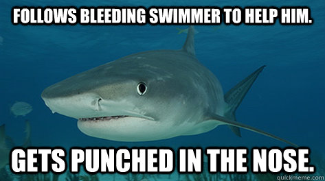 Follows bleeding swimmer to help him. Gets punched in the nose. - Follows bleeding swimmer to help him. Gets punched in the nose.  Misunderstood Shark Misunderstood Shark