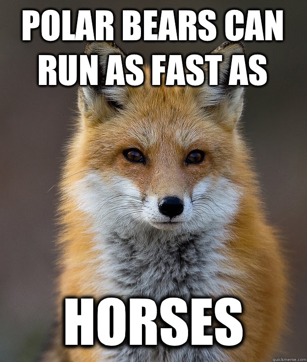Polar bears can run as fast as Horses  Fun Fact Fox