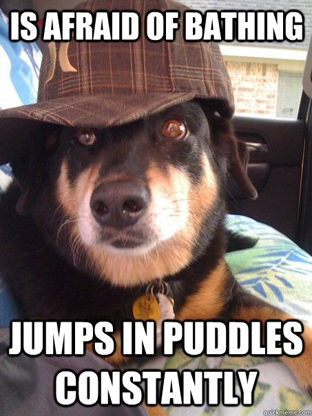 Is afraid of bathing Jumps in puddles constantly  Scumbag dog