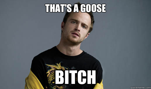That's a goose bitch - That's a goose bitch  Scumbag Jesse Pinkman
