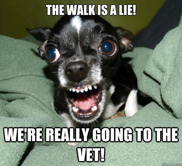 The walk is a lie! We're really going to the vet!  Chihuahua Logic