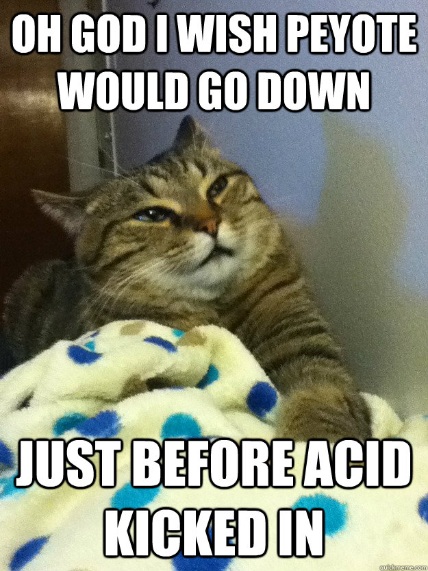 oh god i wish peyote would go down just before acid kicked in  Hangover Cat