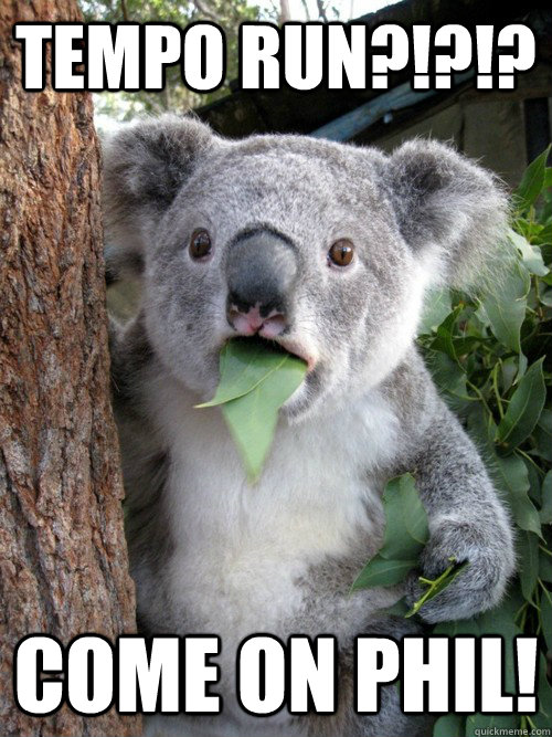 TEMPO RUN?!?!? COME ON PHIL!  koala bear