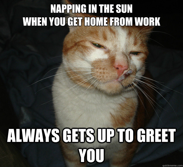napping in the sun 
when you get home from work always gets up to greet you  Cool Cat Craig