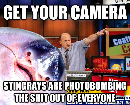 get your camera stingrays are photobombing the shit out of everyone - get your camera stingrays are photobombing the shit out of everyone  Misc