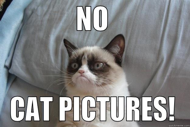 NO CAT PICTURES! Grumpy Cat