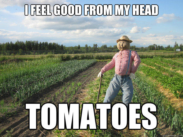 I feel good from my head tomatoes  Scarecrow