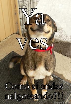 YA VES COMO SÍ ANDAS NALGOTEANDO?!! Good Dog Greg