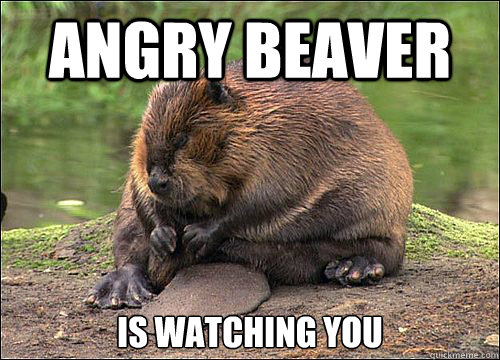 Angry Beaver is watching you  Angry Beaver