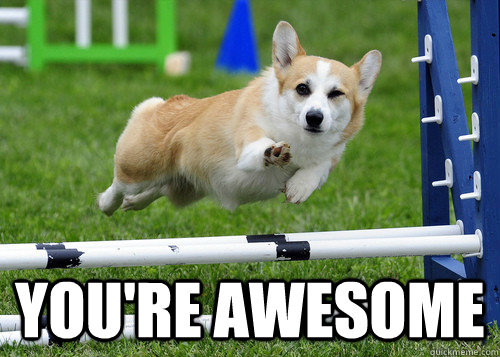  You're awesome  Ridiculously Photogenic Dog