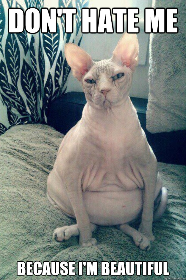 Don't hate me Because I'm beautiful  Fat Cat