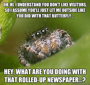 Oh, hi. I understand you don't like visitors, so I assume you'll just let me outside like you did with that butterfly... Hey, what are you doing with that rolled-up newspaper...?  Misunderstood Spider