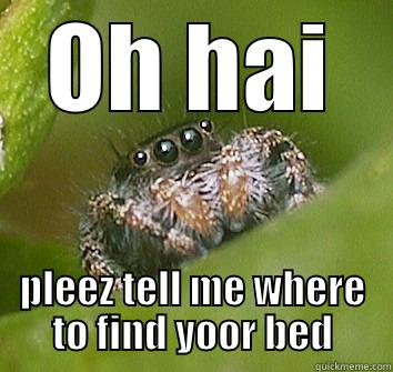 OH HAI PLEEZ TELL ME WHERE TO FIND YOOR BED Misunderstood Spider
