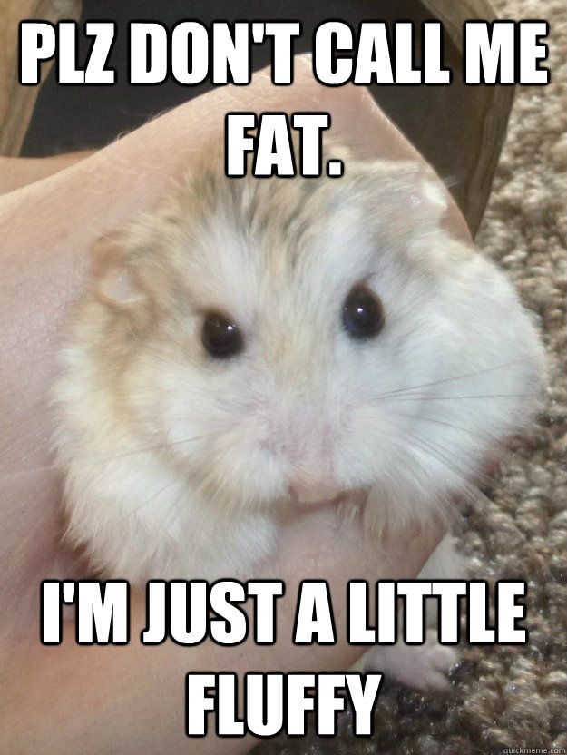 Plz don't call me fat. I'm just a little fluffy - Plz don't call me fat. I'm just a little fluffy  Sad Hamster