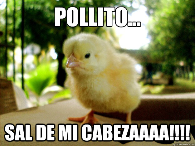 POLLITO... SAL DE MI CABEZAAAA!!!! - POLLITO... SAL DE MI CABEZAAAA!!!!  POLLITO PIO