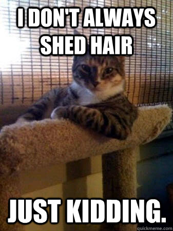 I don't always shed hair just kidding.  The Most Interesting Cat in the World