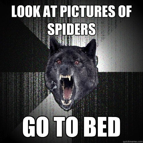 look at pictures of spiders go to bed  Insanity Wolf